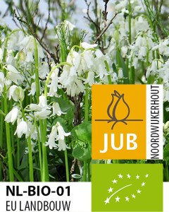 Hyacinthoides hispanica white.jpg